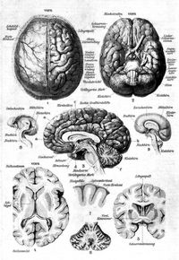 Nervensystem des Menschen. I. Gehirn. 1. Gehirn, im Schdel liegend, von oben gesehen; bei der rechten Hlfte ist die Harte Hirnhaut entfernt. 2. Gehirn von unten gesehen (Gehirnbasis). 3. Senkrechter Lngsschnitt durch das Groe und Kleine Gehirn in der Richtung der Mittellinie. 4. Wagerechter Schnitt in der Richtung a b der Fig. 3. 5. Frontaler senkrechter Schnitt in der Richtung c d der Fig. 3. 6. Schnitt durch das Kleine Gehirn in der Richtung e f der Fig. 3. 7. Grohirnwindungen im Querschnitt. 8. Gehirnhlfte eines fnfwchigen, 9. eines sechsmonatigen Embryos.