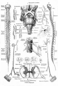Nervensystem des Menschen. II. Rckenmark. Ganglienzellen. Nervenelemente. 1. bergang des Rckenmarks ins Gehirn, von unten gesehen. 2. Rckenmark von vorn, 3. von links. 4. Austritt von Rckenmarksnerven aus dem Mark. 5. Verlauf der Nervenfasern im Rckenmark (Querschnitt). 6. Querschnitt durch das Rckenmark im Hals-, 7. im Rcken-, 8. im Lenden-, 9. im Endteil. 10. Markhaltige Nervenfasern. 11. Ebensolche, mit sichtbar gemachtem Achsenzylinder. 12. Marklose Nervenfasern. 13. Motorische Ganglienzelle aus dem Rckenmark. 14. Sensible Ganglienzelle. 15. Schema der sensiblen Nervenfaser. 16. Schema der motorischen Nervenfaser.