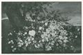 G. Courbet: Blumen (Abbildung Seite 84)