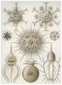 Haeckel, Ernst: Tafel 1: Phaeodaria. Rohrstrahlinge