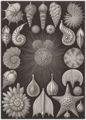 Haeckel, Ernst: Tafel 2: Thalamophora. Kammerlinge