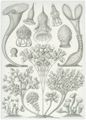 Haeckel, Ernst: Tafel 3: Ciliata. Wimperlinge