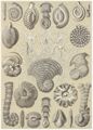 Haeckel, Ernst: Tafel 12: Thalamophora. Kammerlinge