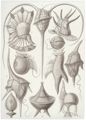 Haeckel, Ernst: Tafel 14: Peridinea. Geielhtchen