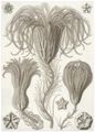 Haeckel, Ernst: Tafel 20: Crinoidea. Palmensterne