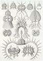 Haeckel, Ernst: Tafel 22: Spyroidea. Nchenstrahlinge