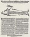 Rauch, Matthus: Monsterfisch, gefangen in Holstein am 2. Februar 1599