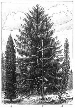 Fichtenformen. 1 Hngefichte (Picea excelsa Lk. lusus viminalis Casp.). – 2 Schlangenfichte (P. excelsa Lk. lusus virgata Jacques et Casp.). – 3 u. 4. Trauerfichte (P. excelsa Lk. lusus pendula Jacques et Hrincq).