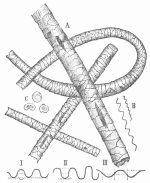 Fig. 1. A Wollhaar, 200mal vergr., B Kruselung, C Querschnitt. I normalbogig, II hochbogig, III flachbogig.