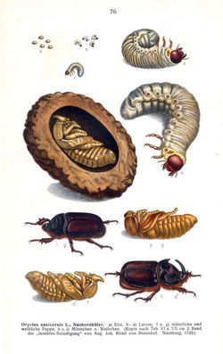 Lebenszyklus des Nashornkfers aus Edmund Reitters Fauna Germanica